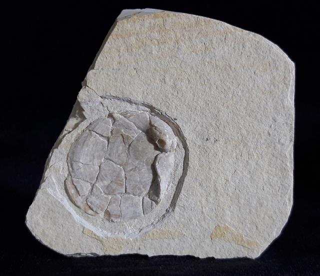Terebratula sp. MUELLER 1776 - Bild © FossNet FossilienStore